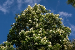 Archidendron hendersonii