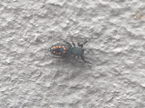 Natta Jumping Spider