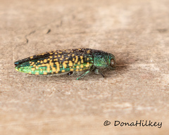Buprestis confluenta