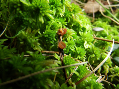 Myriosclerotinia sulcatula image