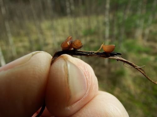 Myriosclerotinia sulcatula image