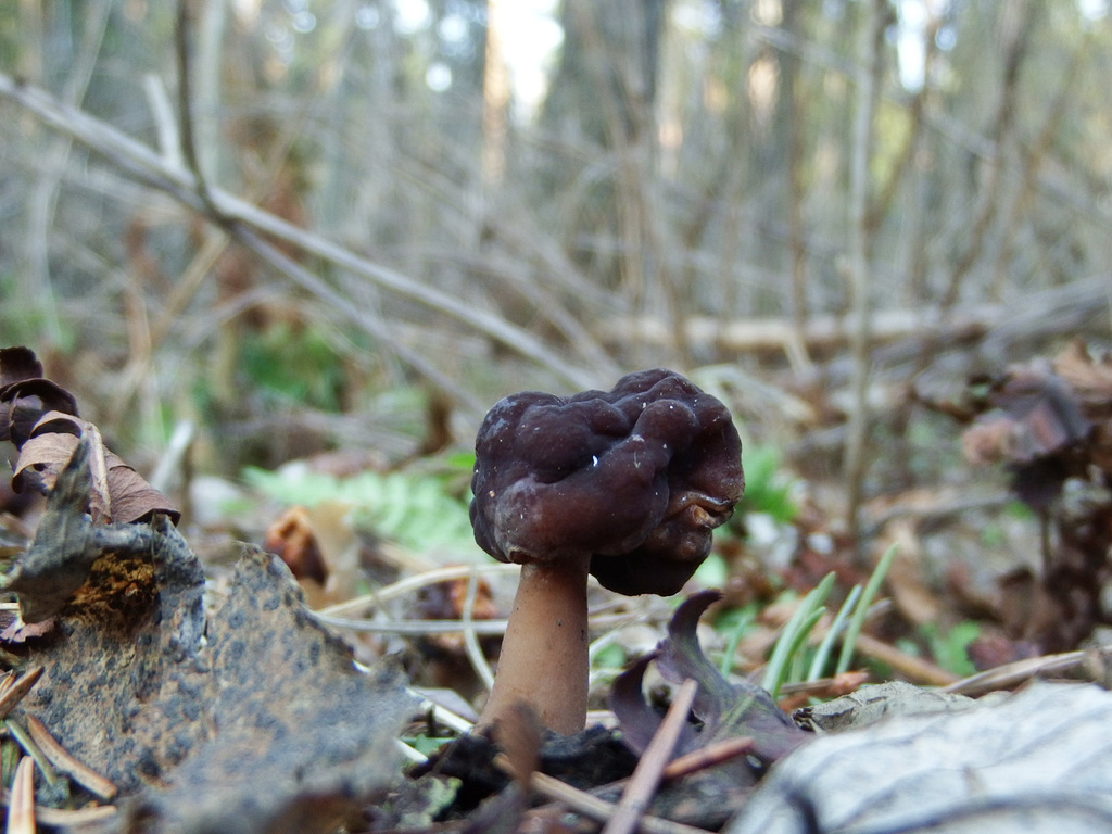 Gyromitra longipes