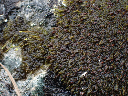 Schistidium subjulaceum