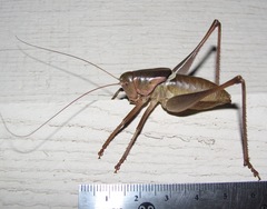 Pediodectes haldemanii