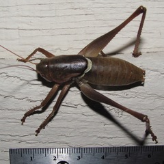 Pediodectes haldemanii