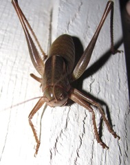 Pediodectes haldemanii