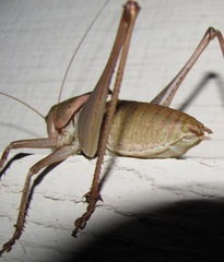 Pediodectes haldemanii