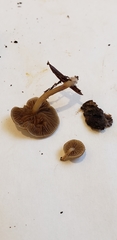 Simocybe sumptuosa