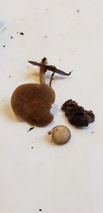 Simocybe sumptuosa