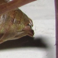 Pediodectes haldemanii