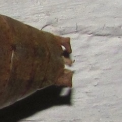 Pediodectes haldemanii