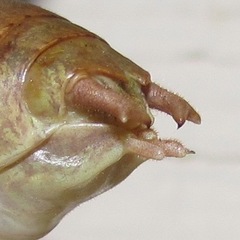 Pediodectes haldemanii