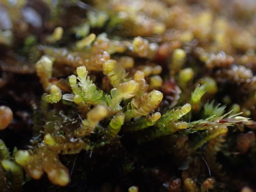 Four-fingered Pawwort (Schljakovianthus quadrilobus)
