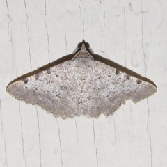Frederickia disparcata