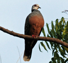 Adamawa Turtle Dove photo 4