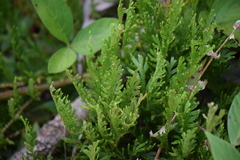 Selaginellaceae