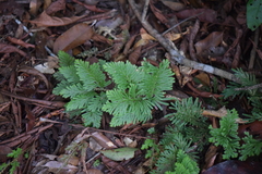 Selaginellaceae