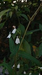 Rhinacanthus nasutus