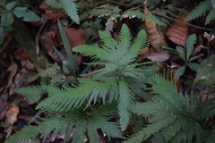 Selaginellaceae