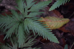 Selaginellaceae