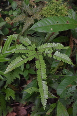 Adiantum tomentosum
