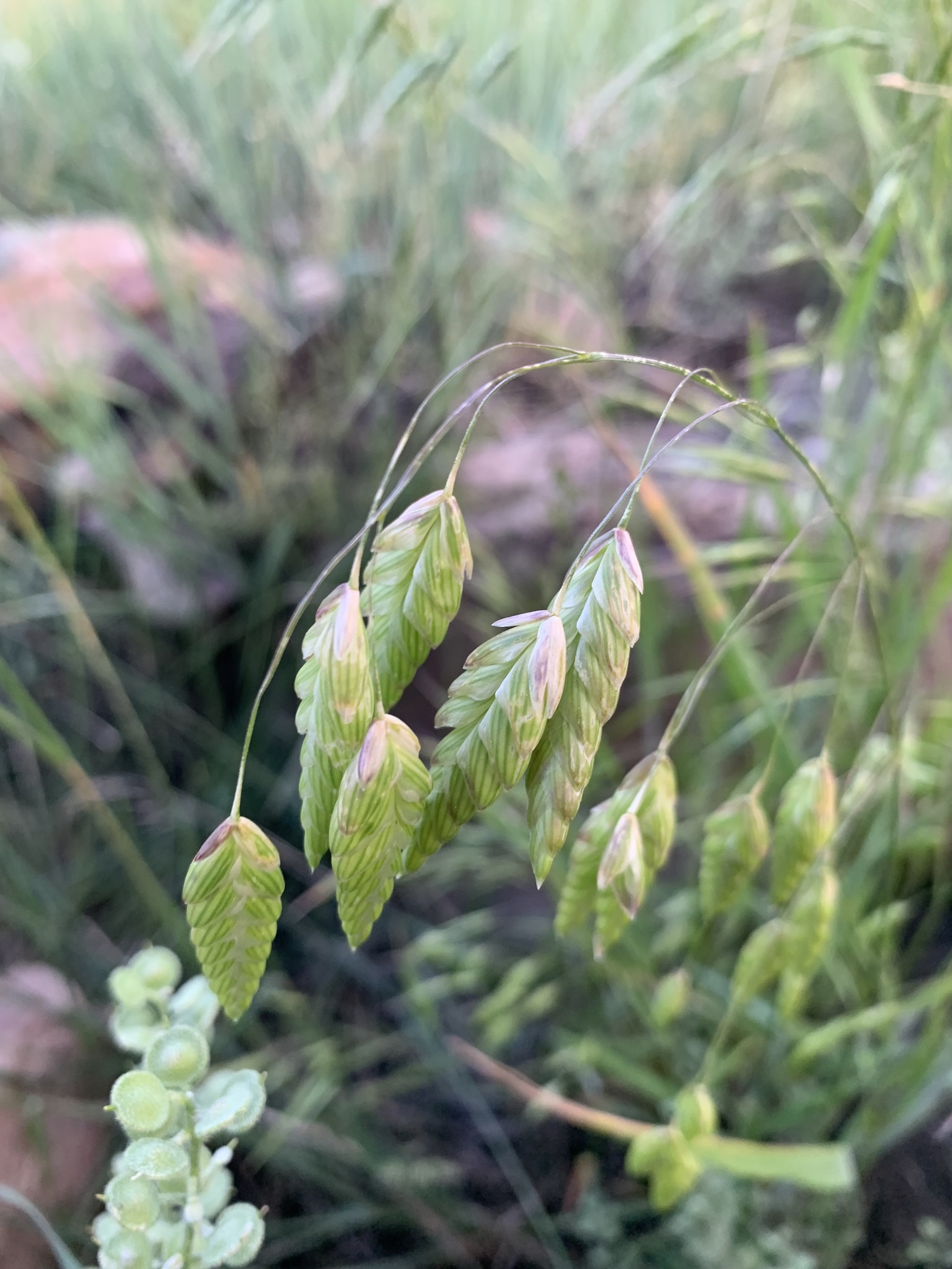 Bromus briziformis