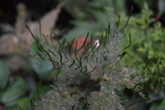 Selaginellaceae