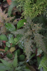 Selaginellaceae