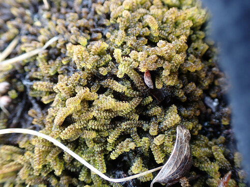 Image of Paludella squarrosa by no rights reserved