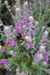 Teucrium marum