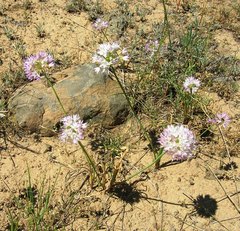Allium nevii