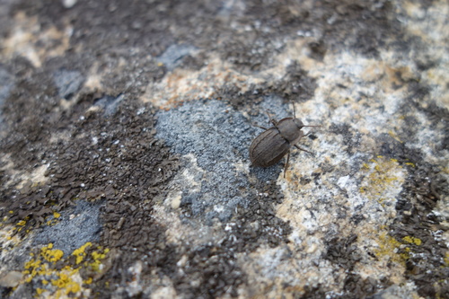 Asida gestroi