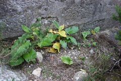 Arum pictum
