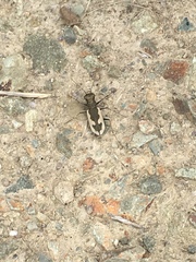 Neocicindela latecincta