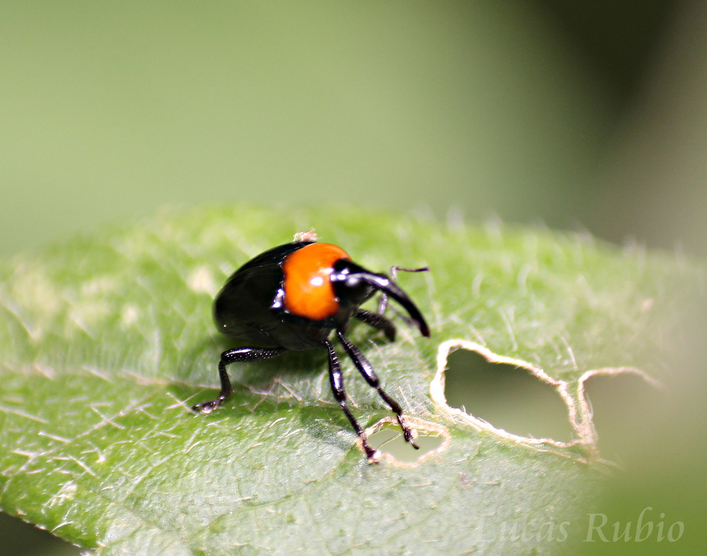 Xystus sanguinicollis
