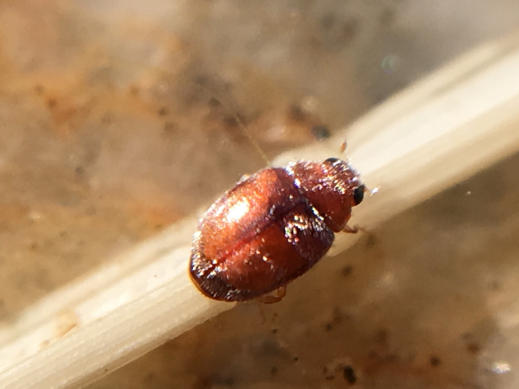 Scymnus difficilis
