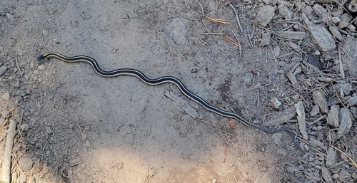 iNaturalist observation photo of Mountain Garter Snake