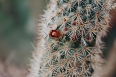 Mammillaria pottsii