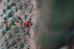 Mammillaria pottsii
