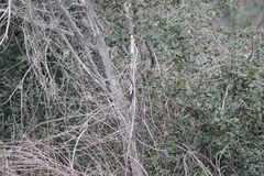 Haemorhous purpureus californicus