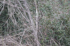 Haemorhous purpureus californicus