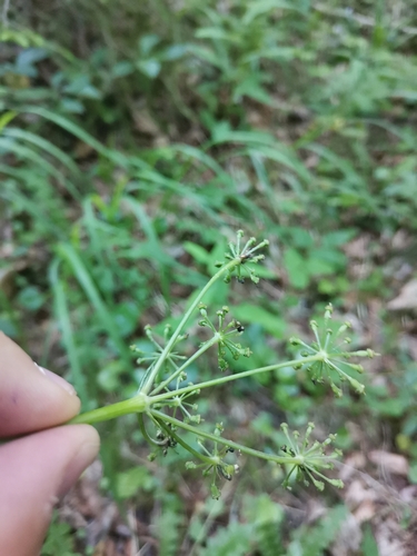 Image of Laserpitium krapfii by (c) Ljaž, some rights reserved (CC BY)