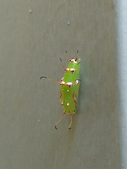 Cupha