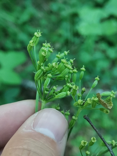 Image of Laserpitium krapfii by (c) Ljaž, some rights reserved (CC BY)