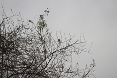 Haemorhous purpureus californicus