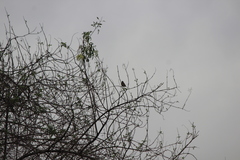 Haemorhous purpureus californicus