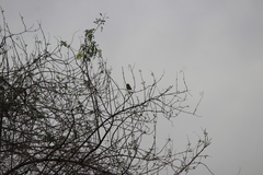 Haemorhous purpureus californicus