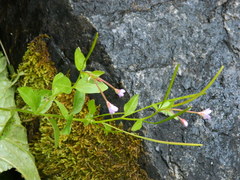 Epilobium glandulosum