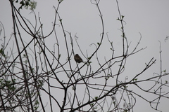 Haemorhous purpureus californicus