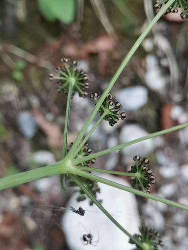 Image of Laserpitium krapfii by (c) Ljaž, some rights reserved (CC BY)